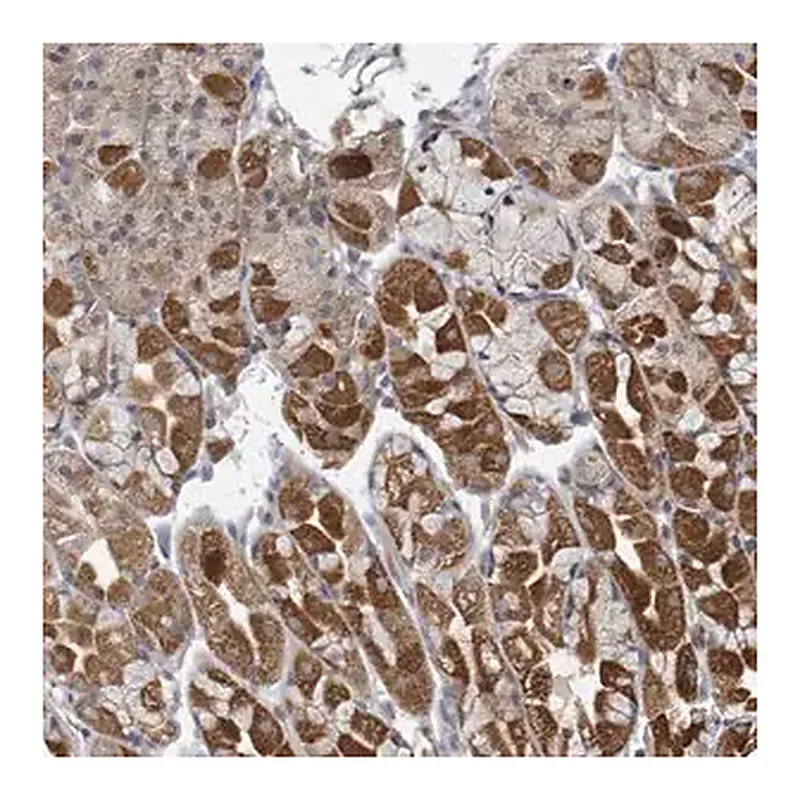 Merck Anti-HIVEP1 antibody produced in rabbit