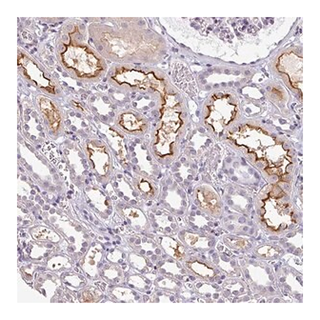 Merck Anti-LY9 antibody produced in rabbit