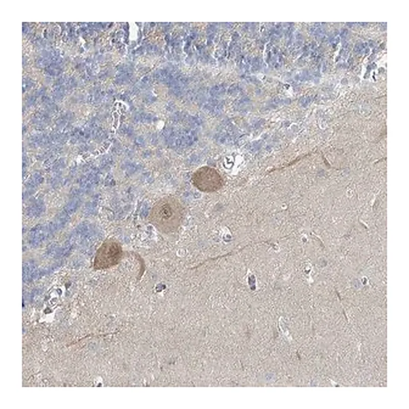 Merck Anti-SLC25A45 antibody produced in rabbit