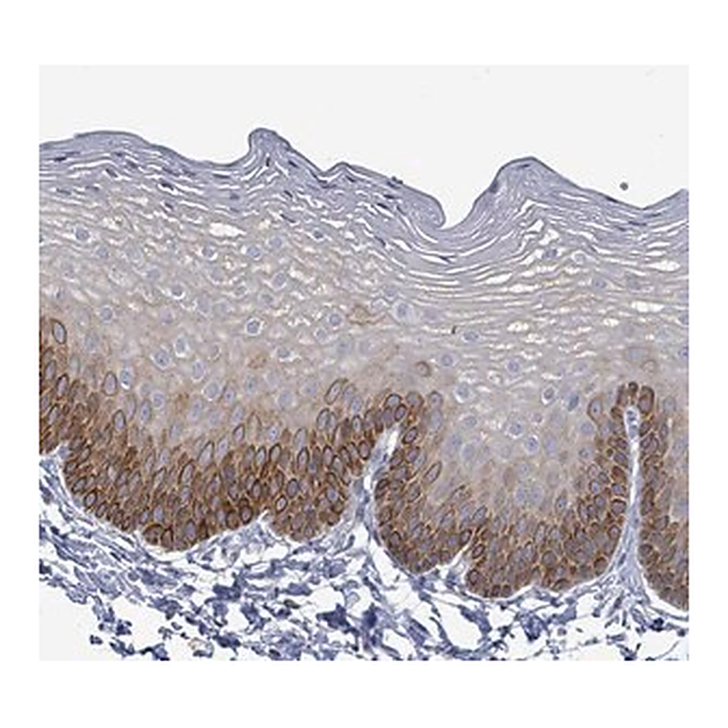 Merck Anti-NTN3 antibody produced in rabbit