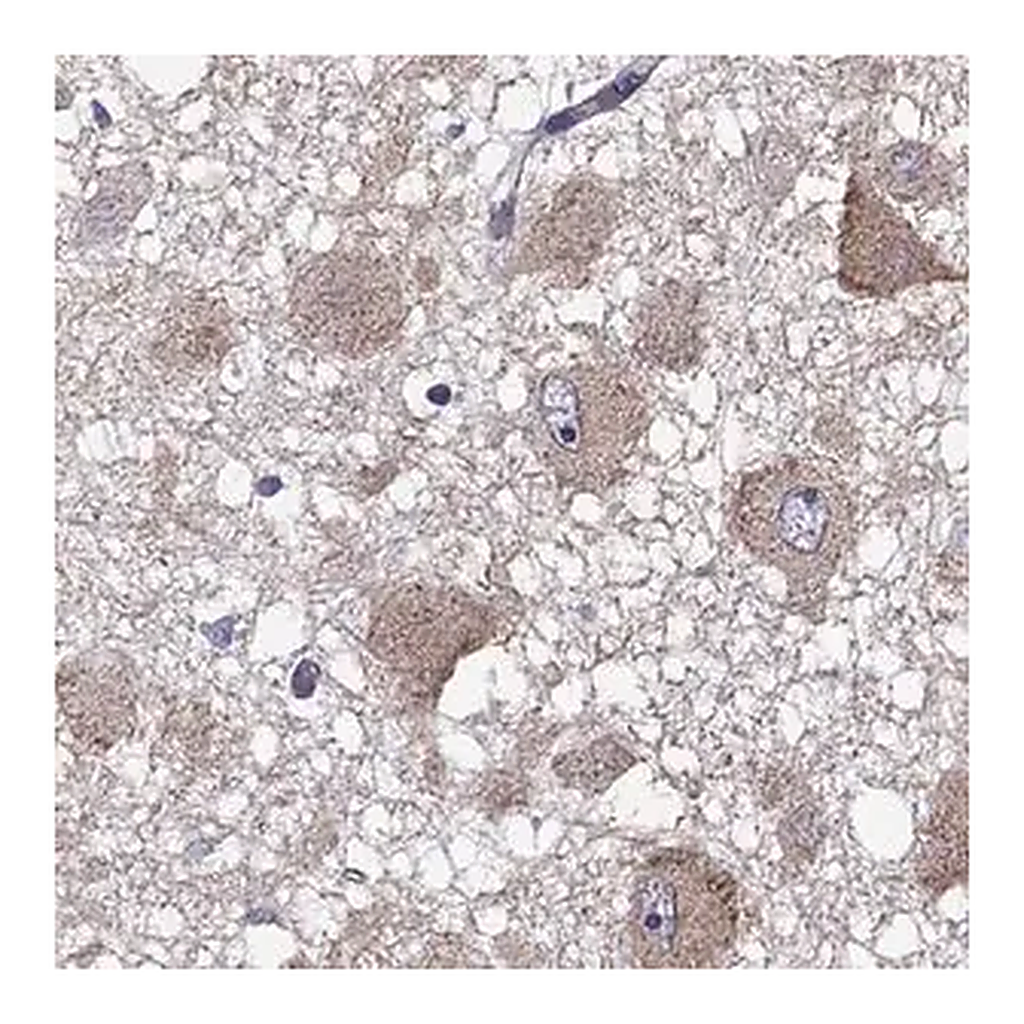 Merck Anti-RTP5 antibody produced in rabbit