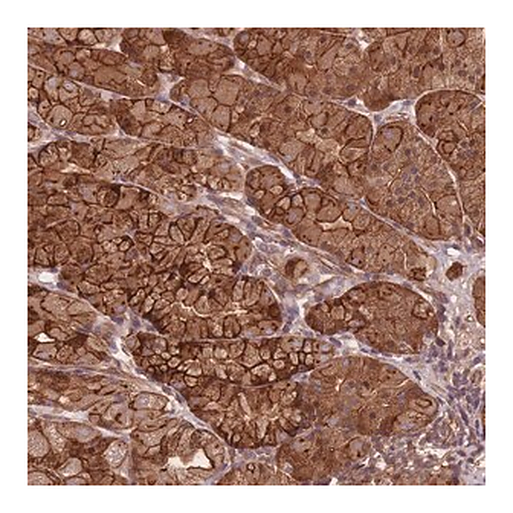 Merck Anti-C10orf76 antibody produced in rabbit