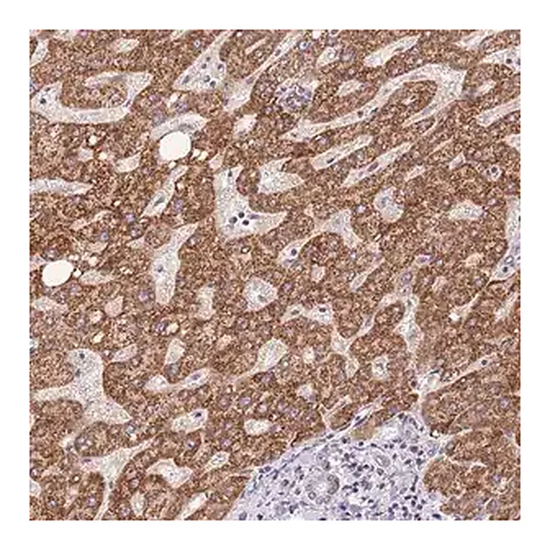 Merck Anti-TOPAZ1 antibody produced in rabbit