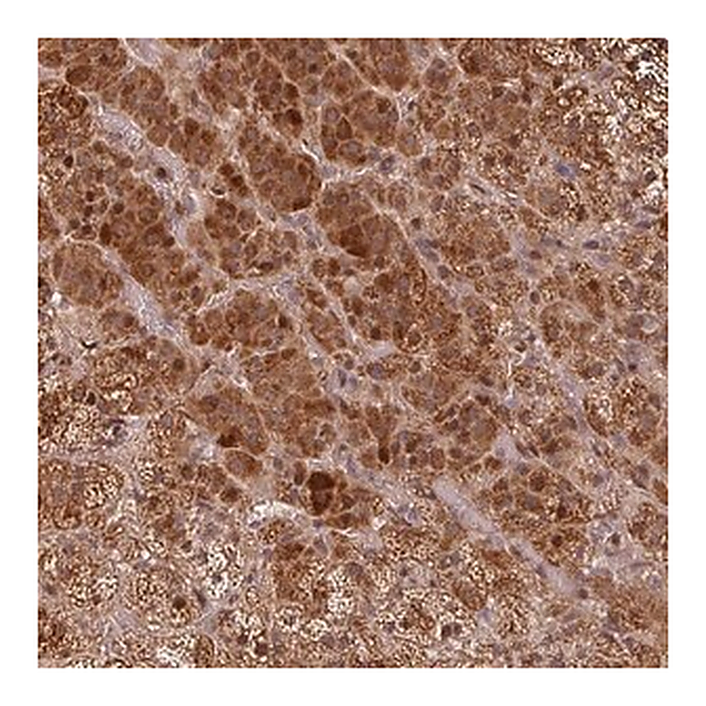 Merck Anti-EID1 antibody produced in rabbit
