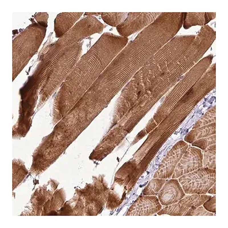 Merck Anti-ART1 antibody produced in rabbit