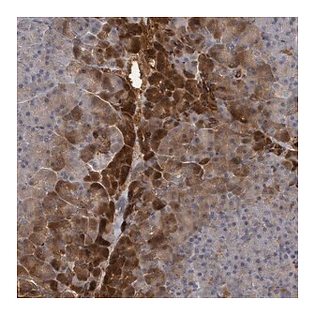 Merck Anti-TRPC4AP antibody produced in rabbit