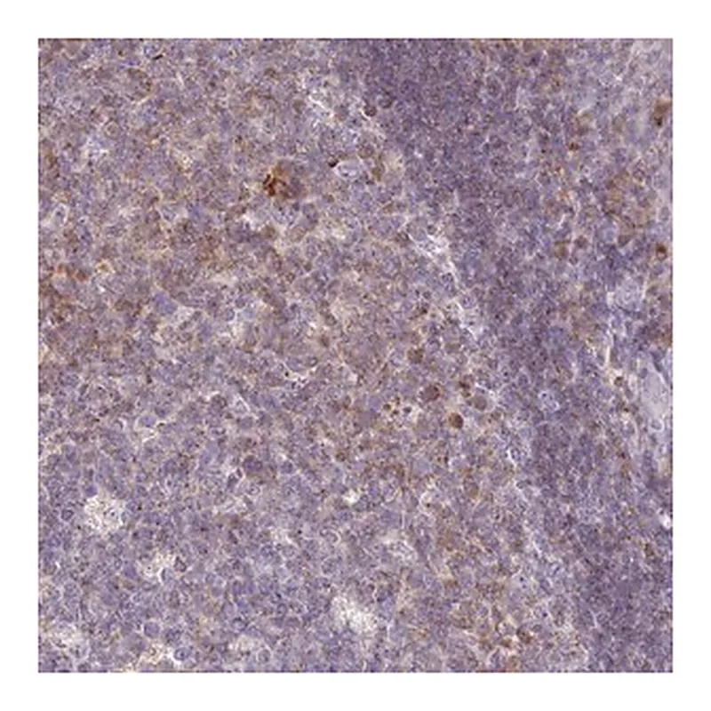 Merck Anti-SLAMF6 antibody produced in rabbit