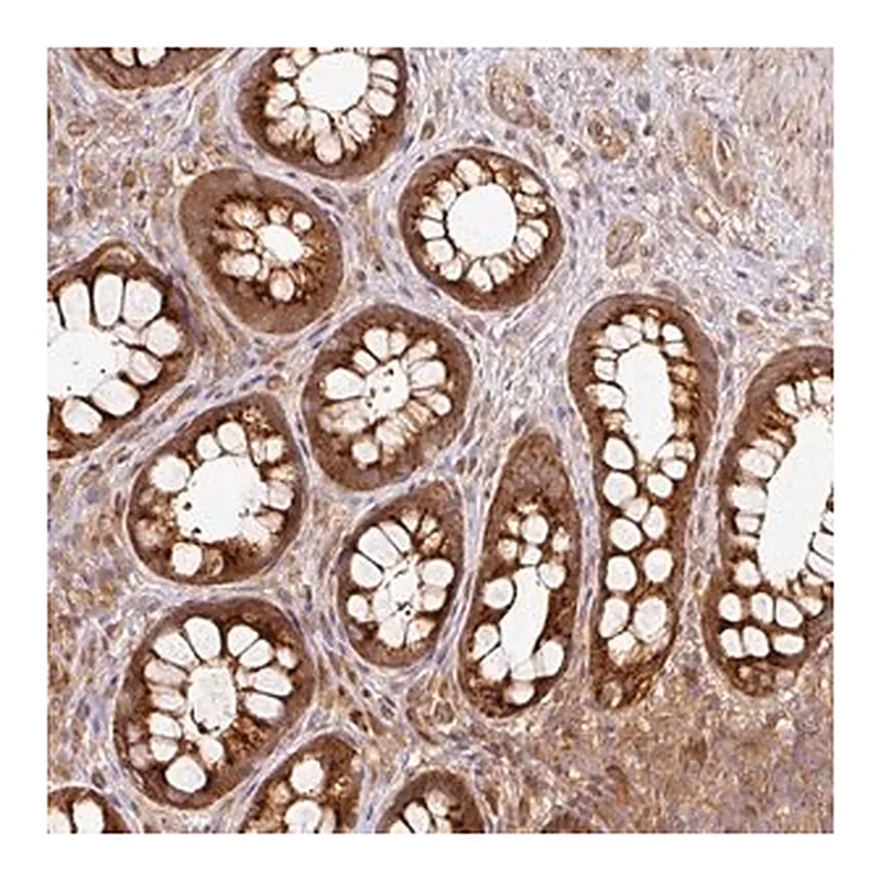Merck Anti-MIF4GD antibody produced in rabbit