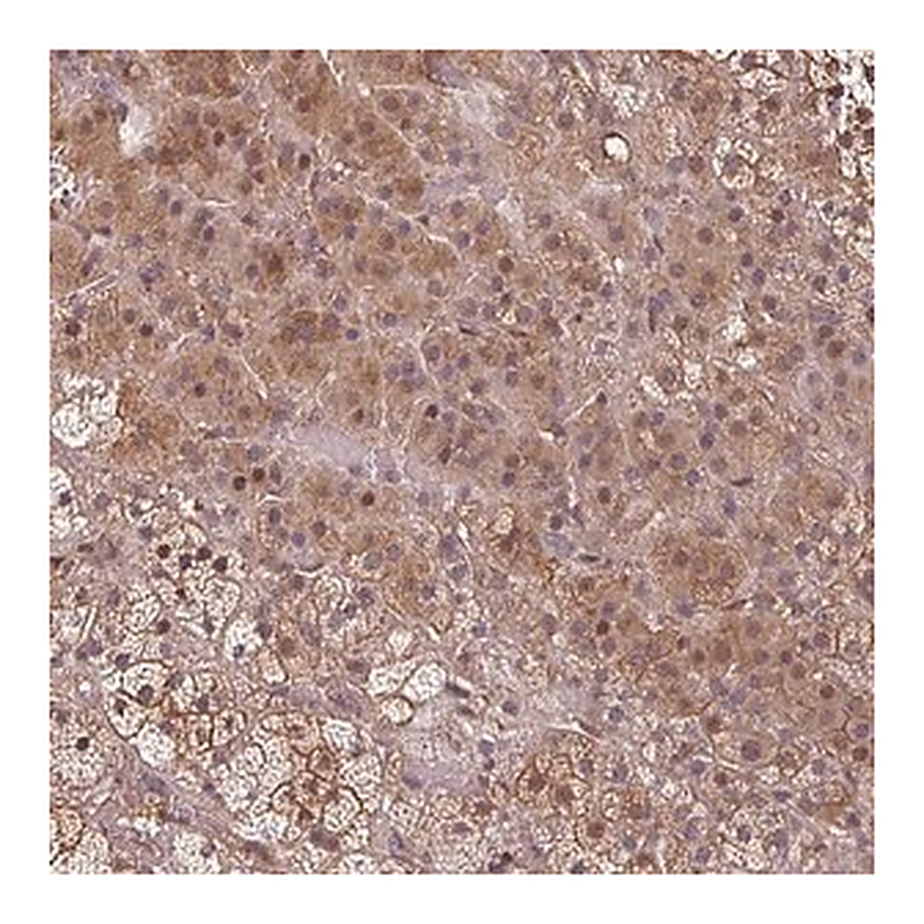 Merck Anti-EID1 antibody produced in rabbit