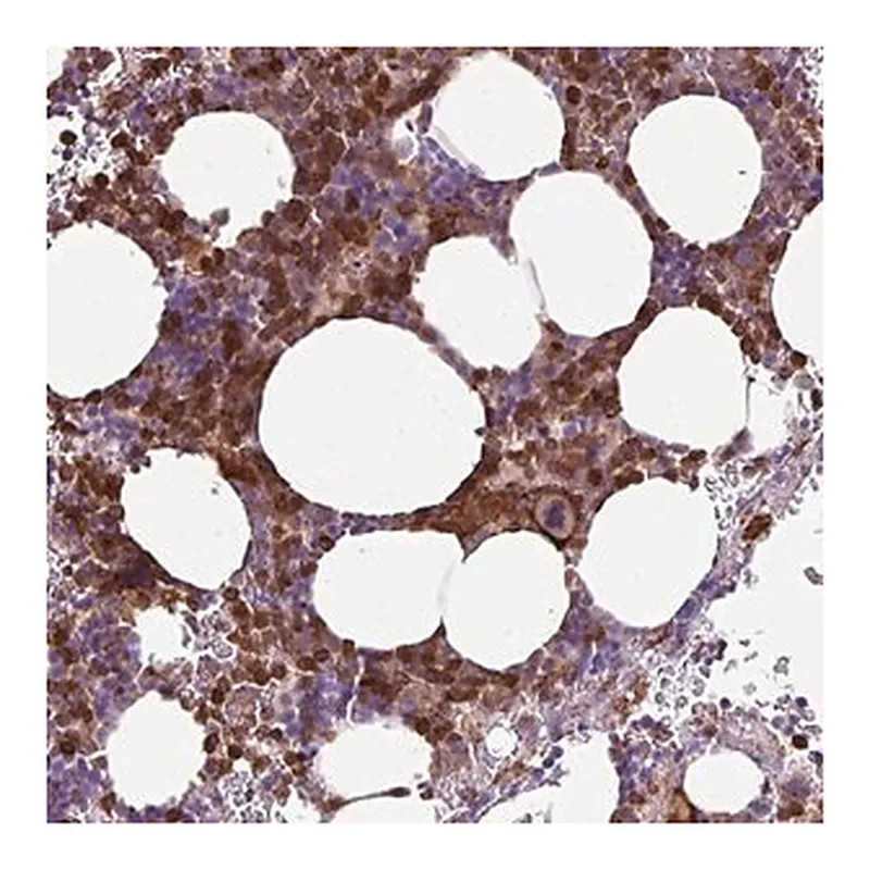 Merck Anti-TMEM8A antibody produced in rabbit