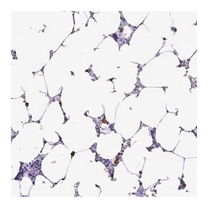Merck Anti-PIGF antibody produced in rabbit