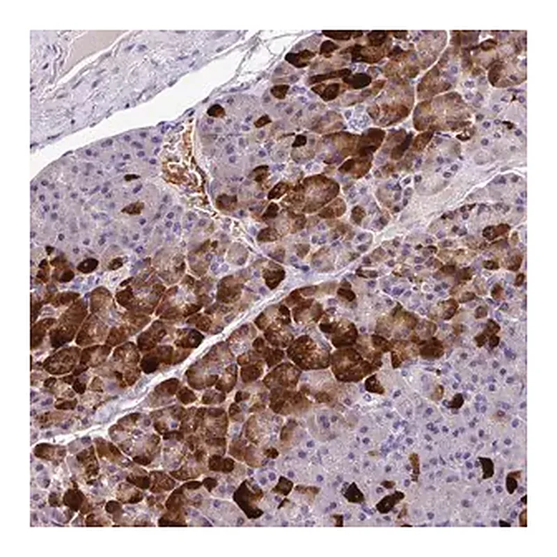 Merck Anti-ANXA2R antibody produced in rabbit