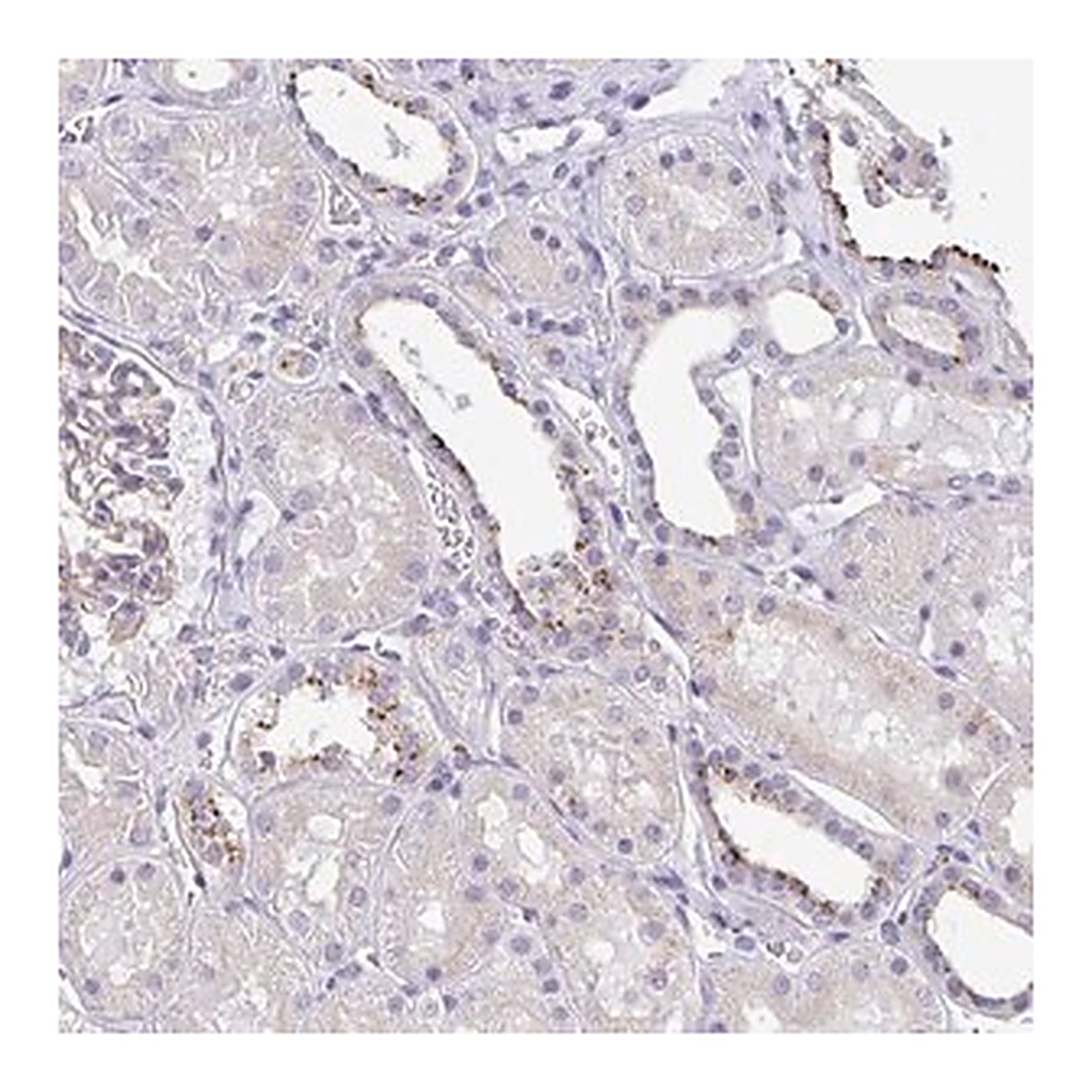 Merck Anti-LENG9 antibody produced in rabbit