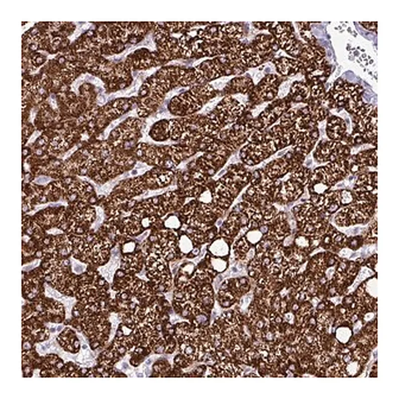 Merck Anti-HMCN1 antibody produced in rabbit