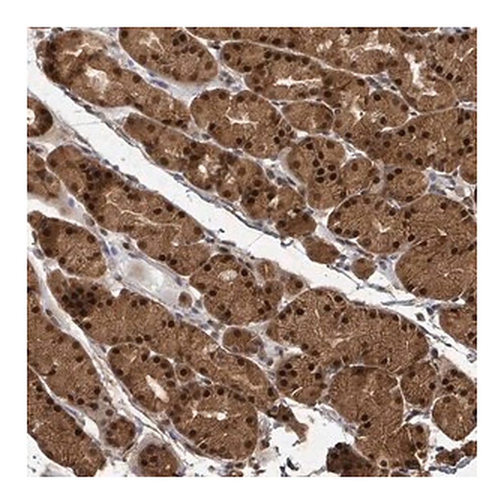 Merck Anti-KDM4E antibody produced in rabbit