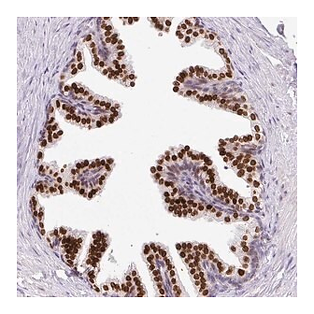 Merck Anti-C2orf71 antibody produced in rabbit