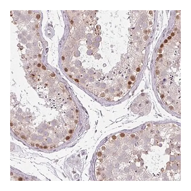 Merck Anti-CHTF8 antibody produced in rabbit