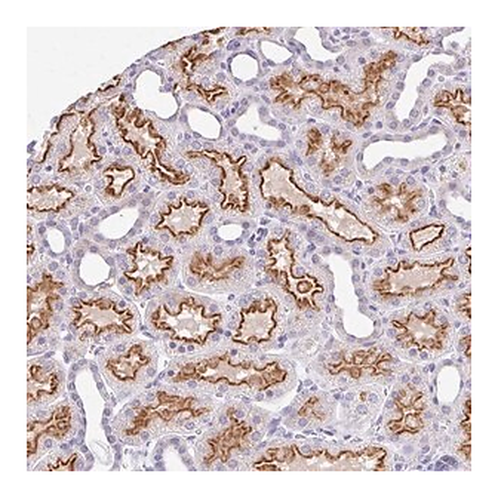 Merck Anti-RADIL antibody produced in rabbit