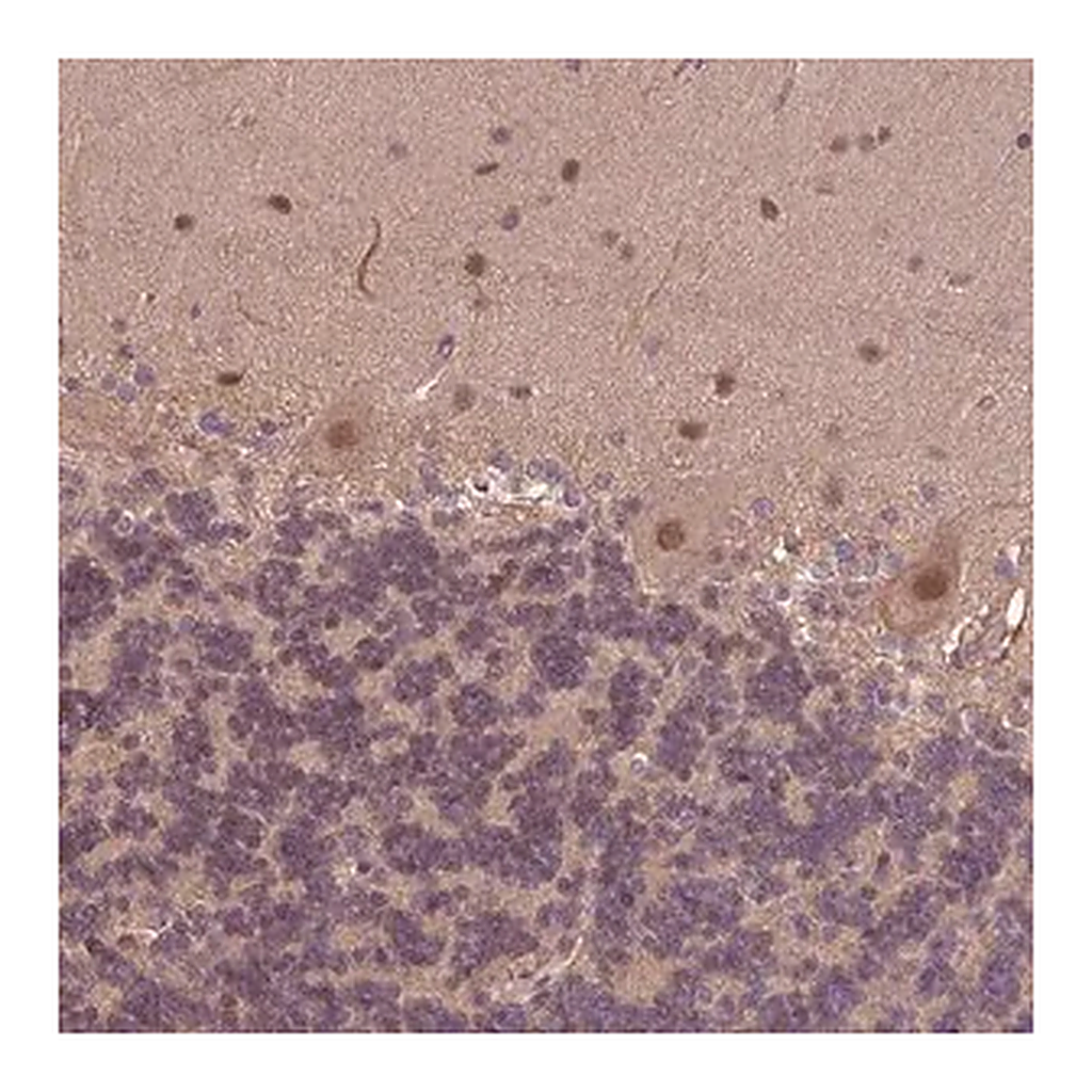 Merck Anti-KCTD11 antibody produced in rabbit