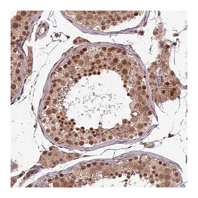Merck Anti-SWI5 antibody produced in rabbit