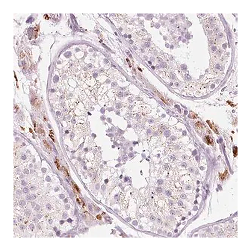 Merck Anti-ZNF639 antibody produced in rabbit