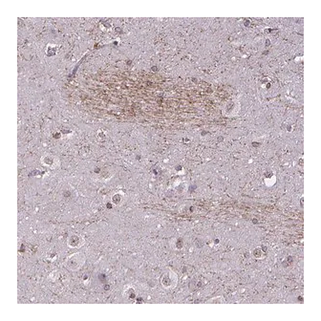 Merck Anti-GLRB antibody produced in rabbit