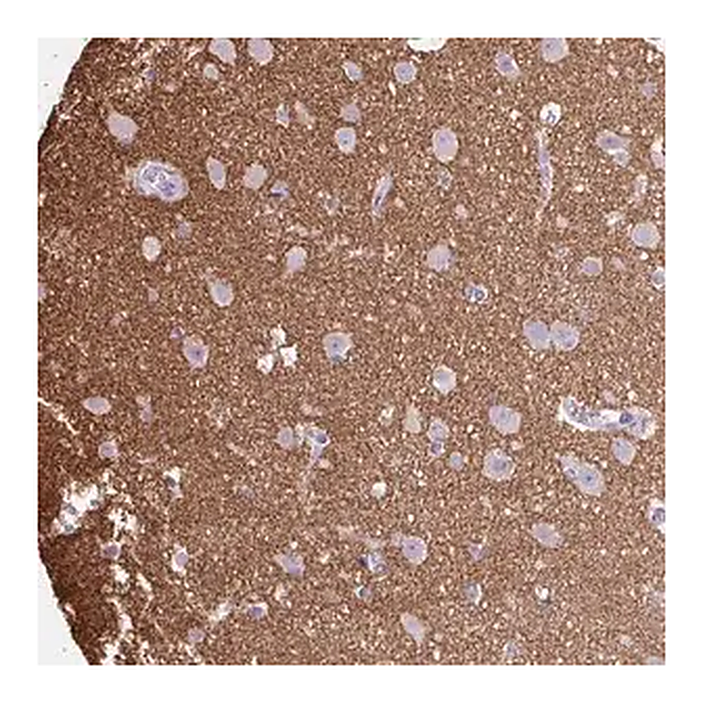 Merck Anti-OTX1 antibody produced in rabbit