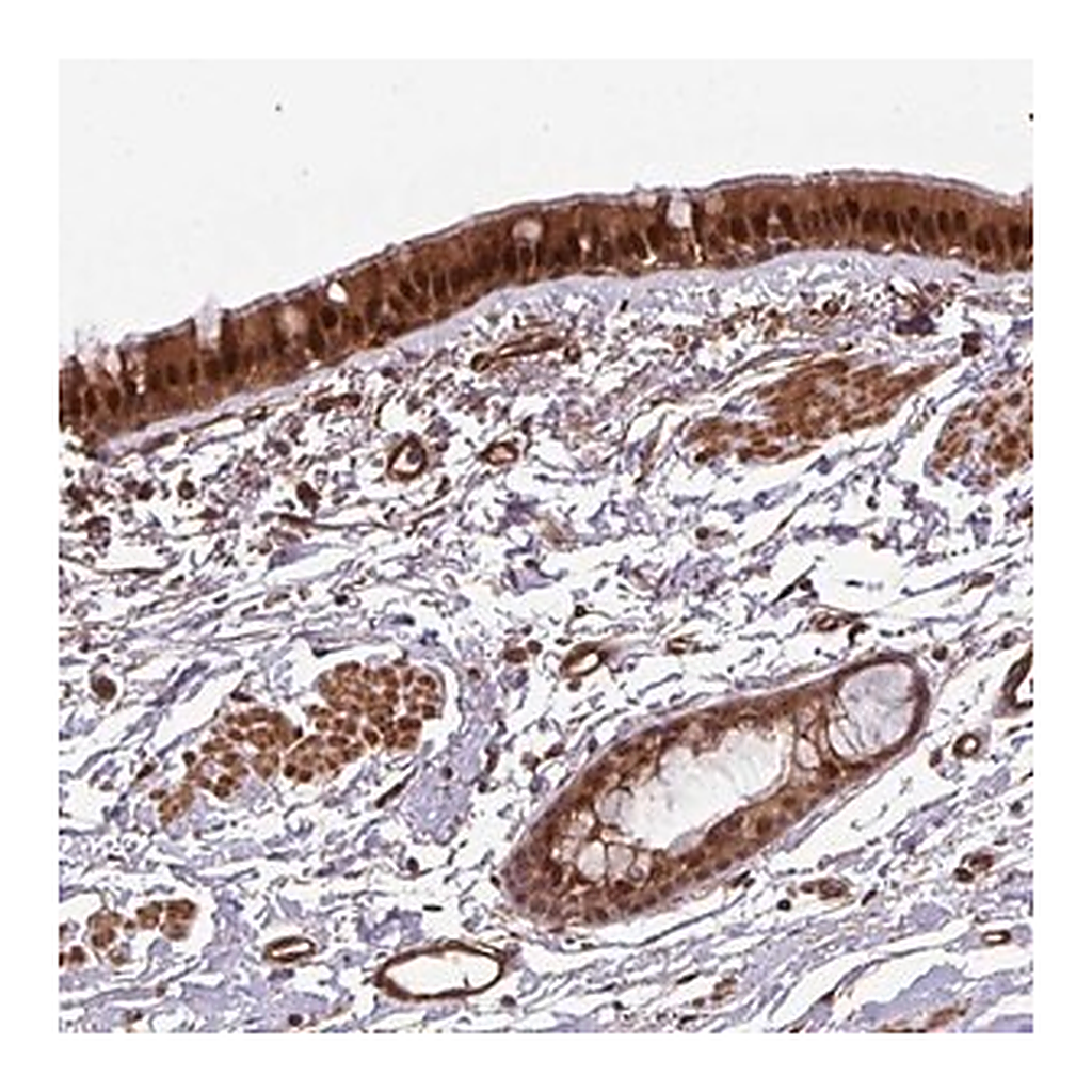 Merck Anti-C7orf50 antibody produced in rabbit
