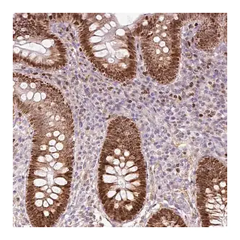 Merck Anti-TMEM8B antibody produced in rabbit