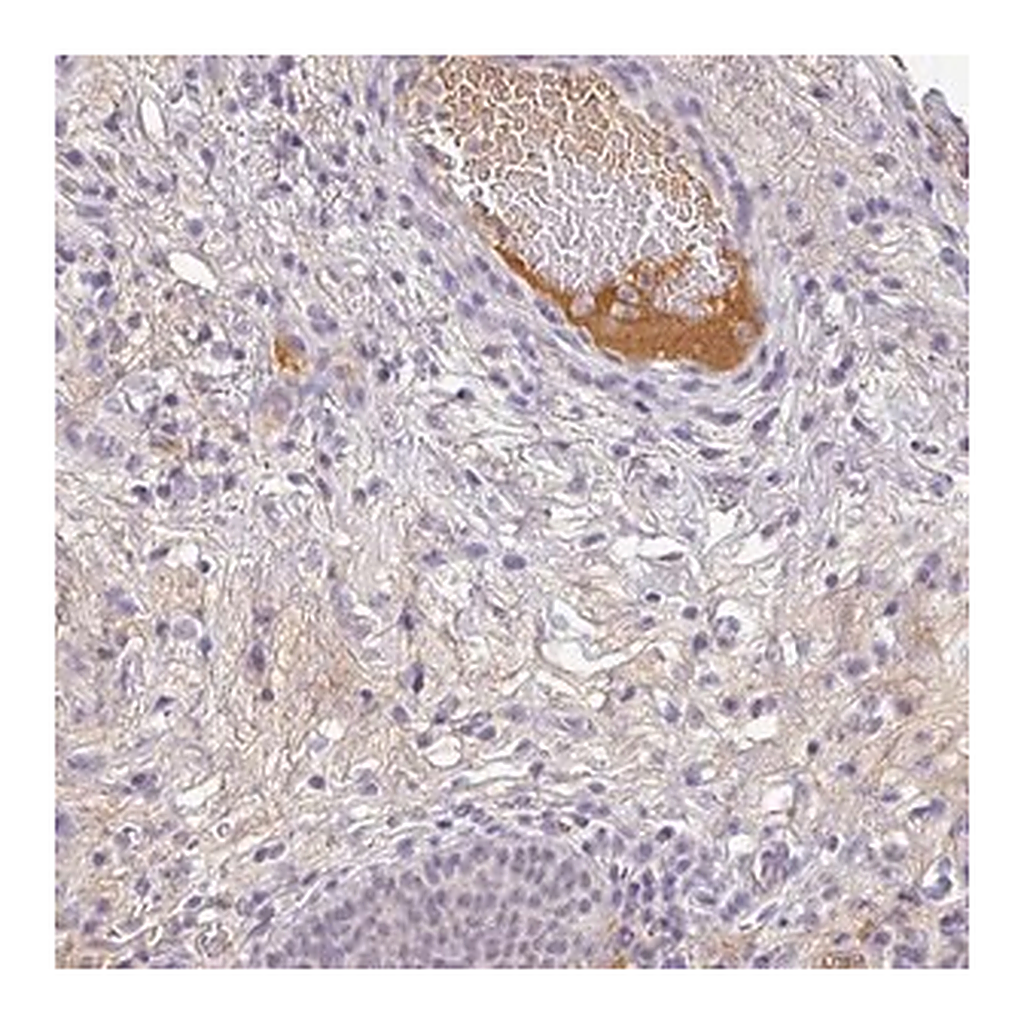 Merck Anti-C1QB antibody produced in rabbit