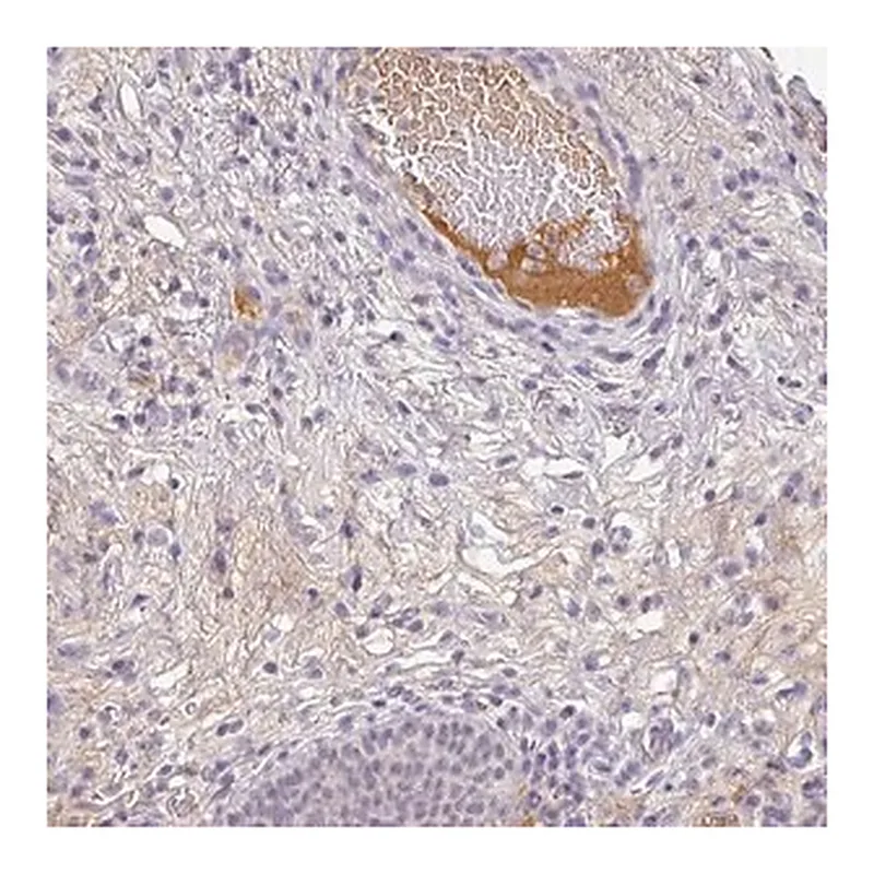 Merck Anti-C1QB antibody produced in rabbit