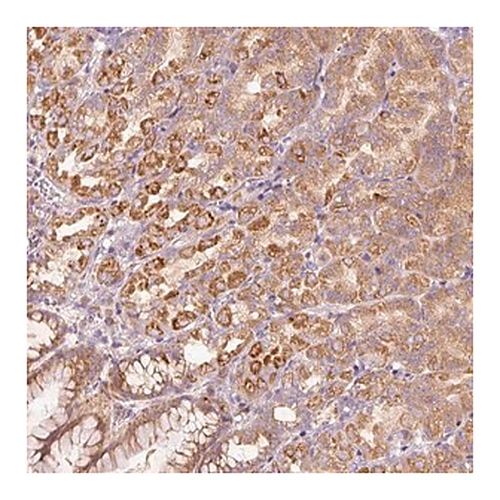 Merck Anti-MAP10 antibody produced in rabbit