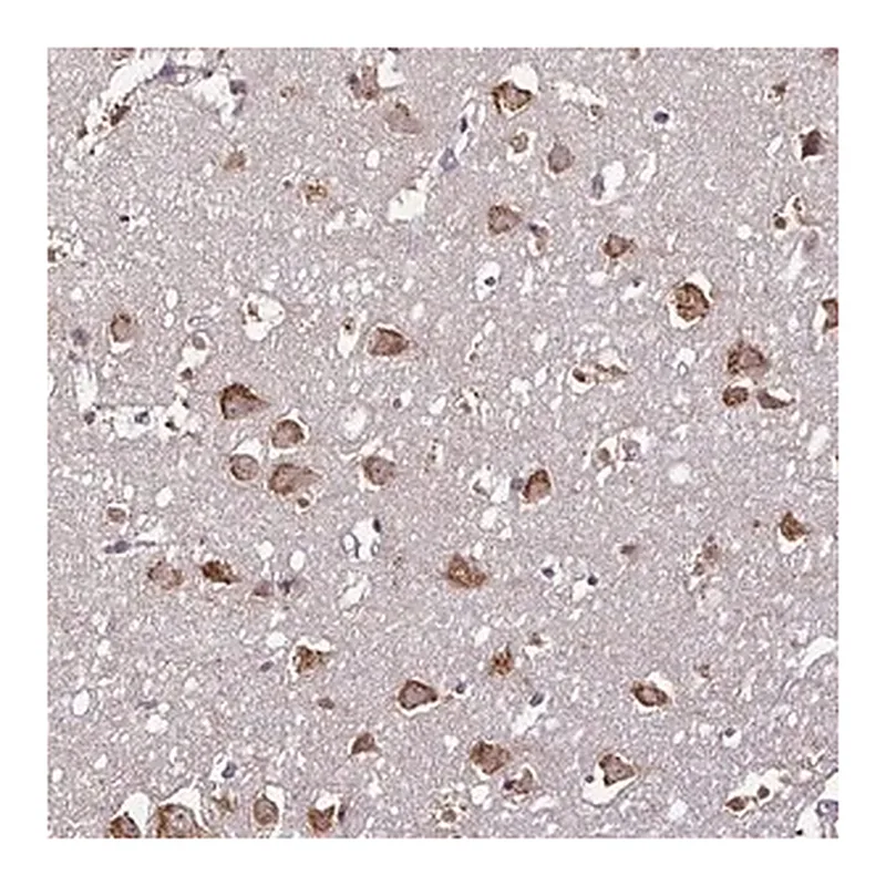 Merck Anti-RPL38 antibody produced in rabbit