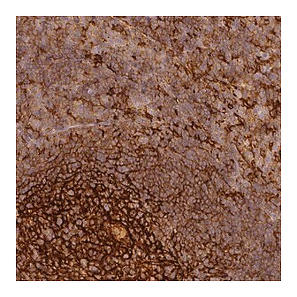 Merck Anti-TMEM42 antibody produced in rabbit