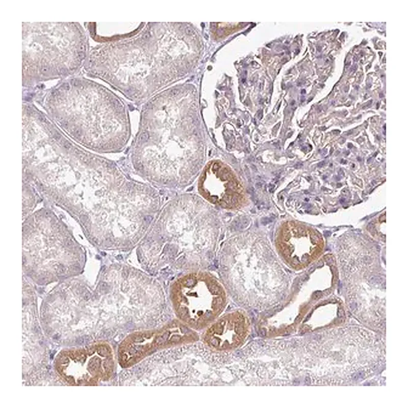 Merck Anti-TMEM107 antibody produced in rabbit