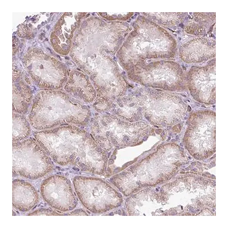 Merck Anti-RNASE10 antibody produced in rabbit