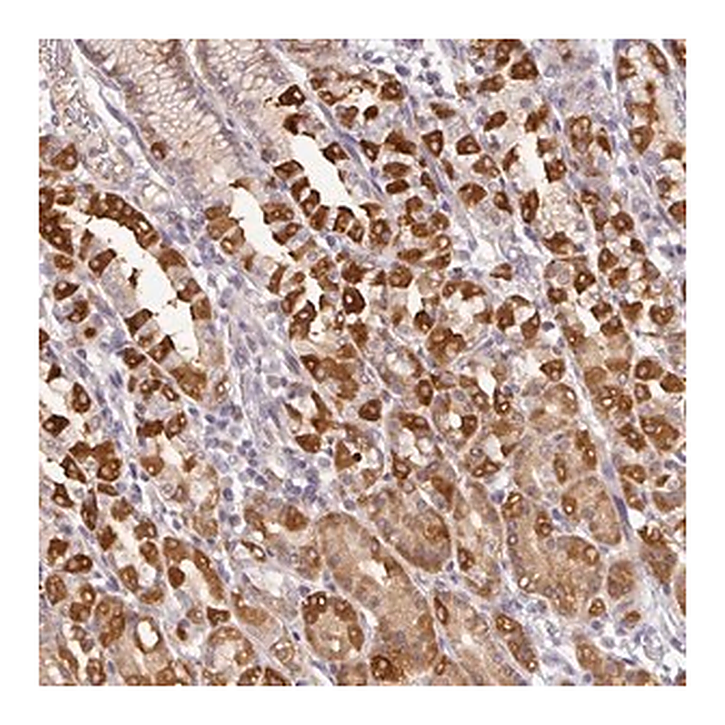 Merck Anti-GCNT7 antibody produced in rabbit