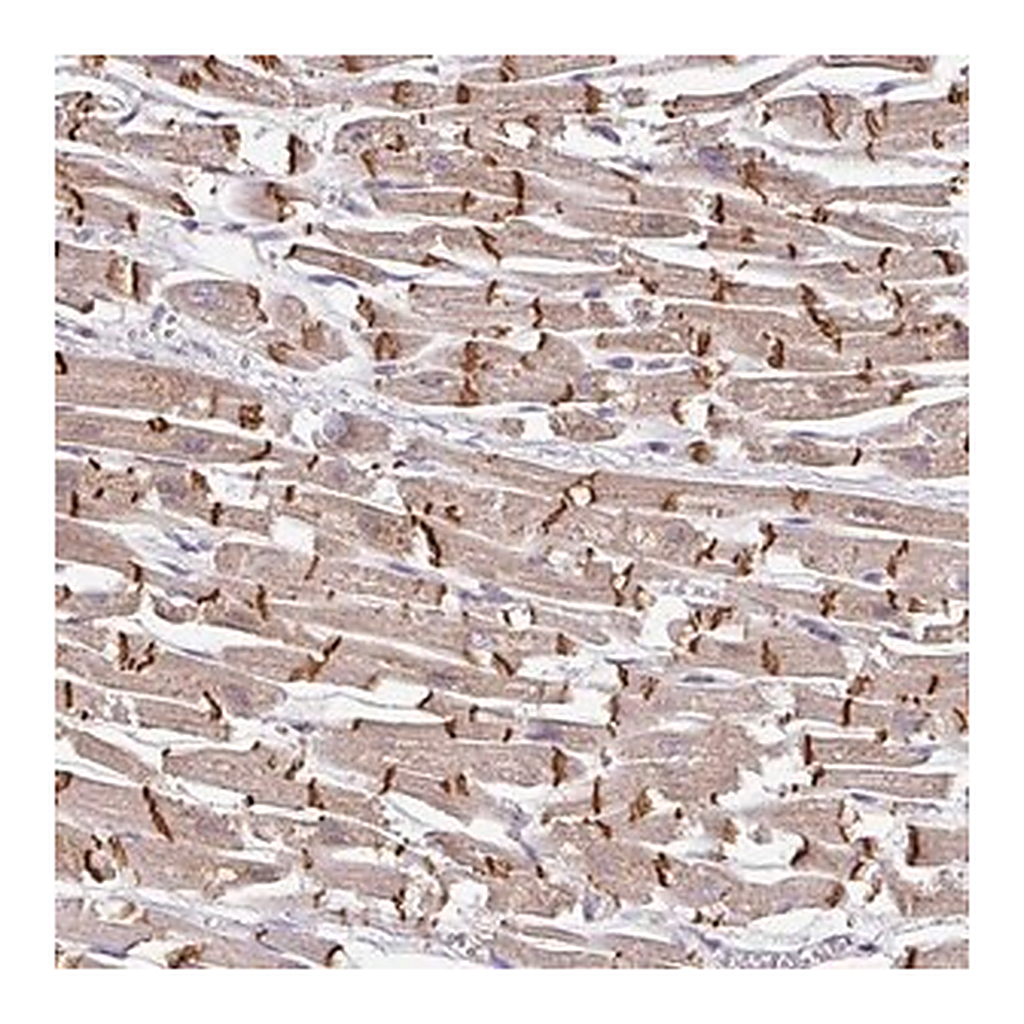 Merck Anti-JPH2 antibody produced in rabbit