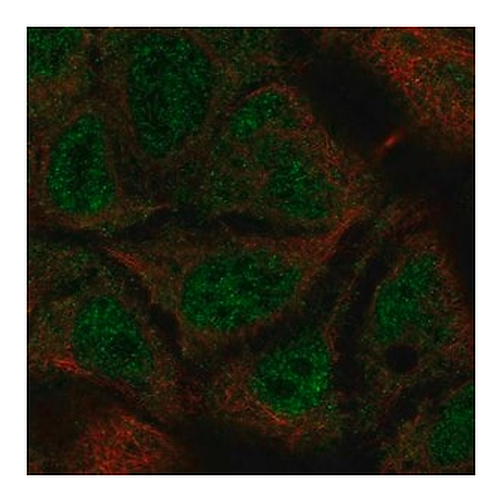 Merck Anti-TEX40 antibody produced in rabbit