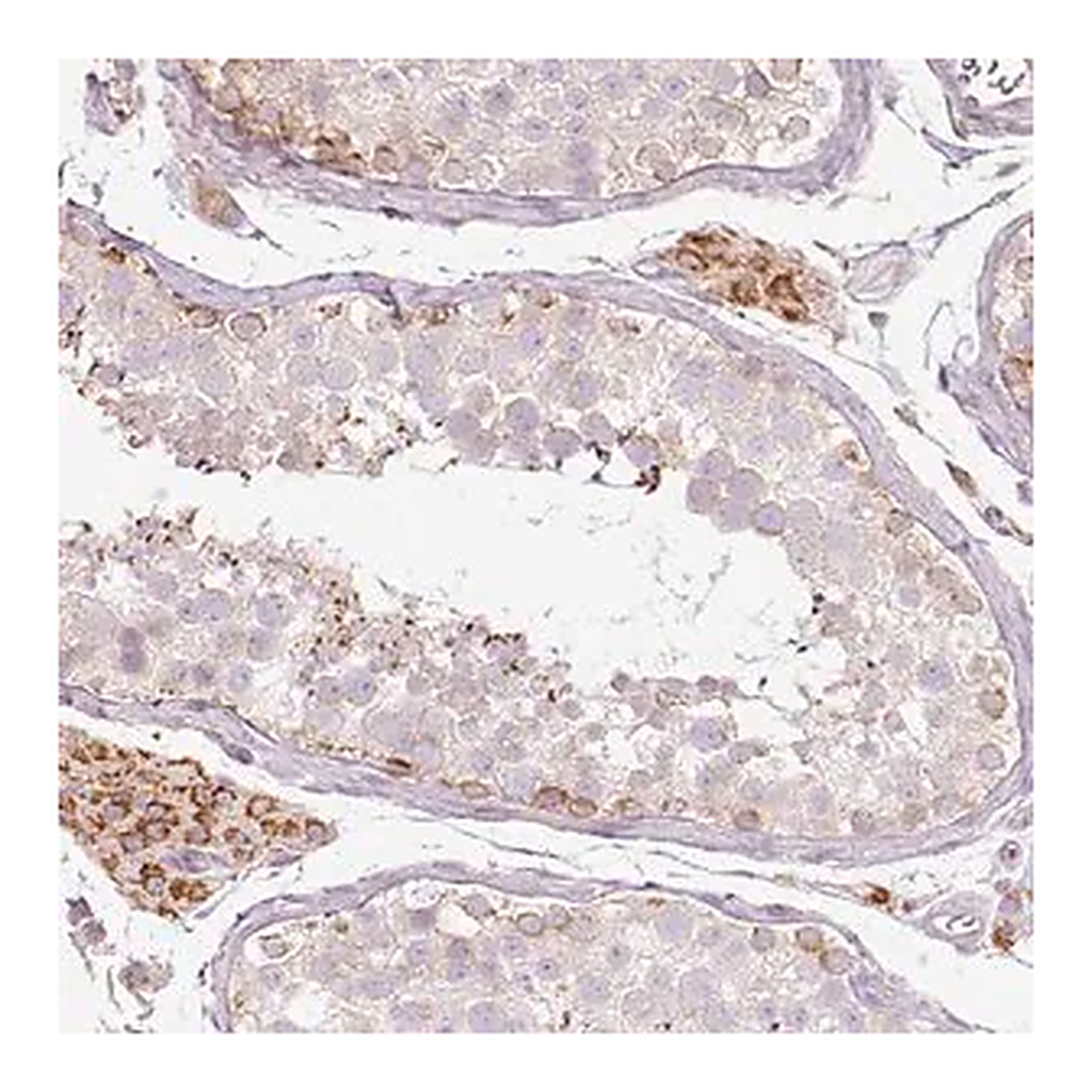 Merck Anti-PAQR9 antibody produced in rabbit