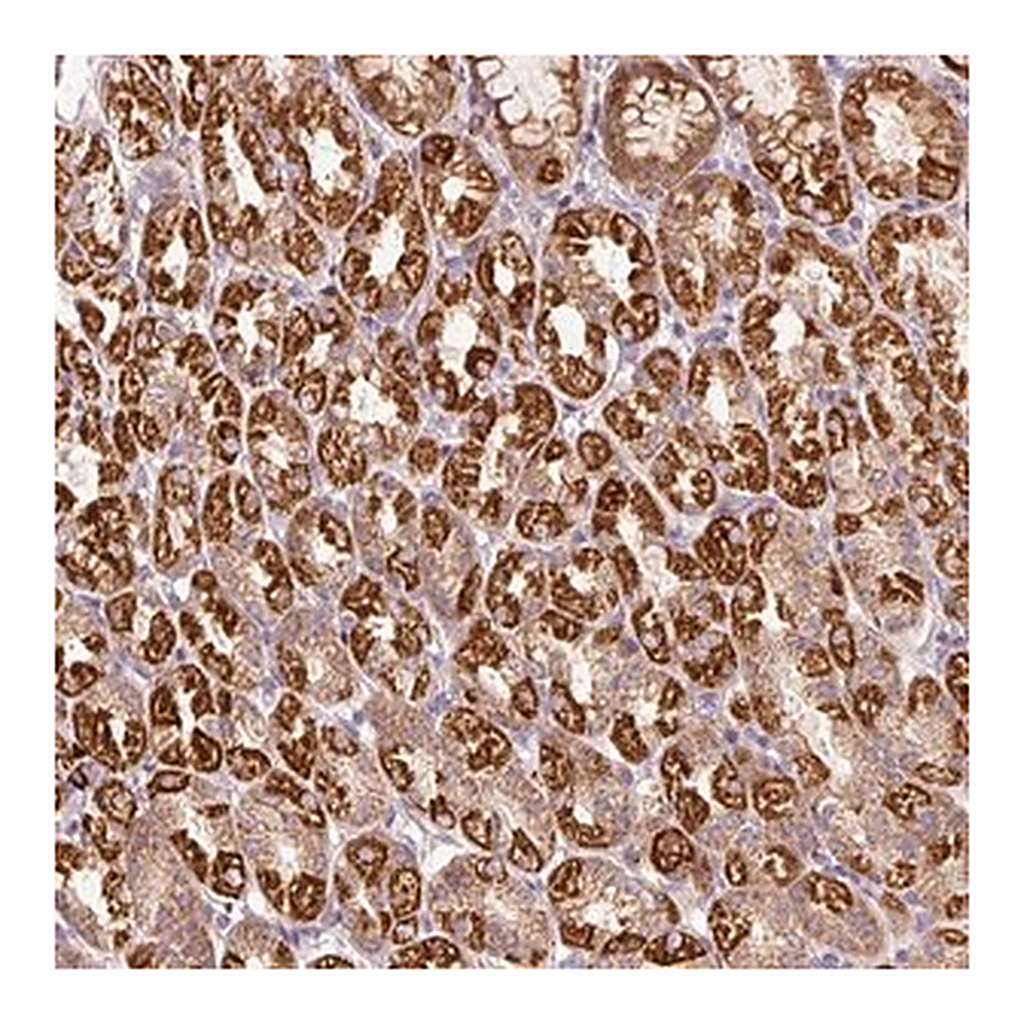 Merck Anti-FAM78B antibody produced in rabbit
