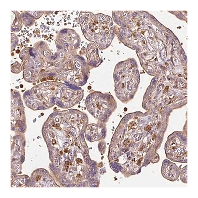 Merck Anti-TBC1D2B antibody produced in rabbit