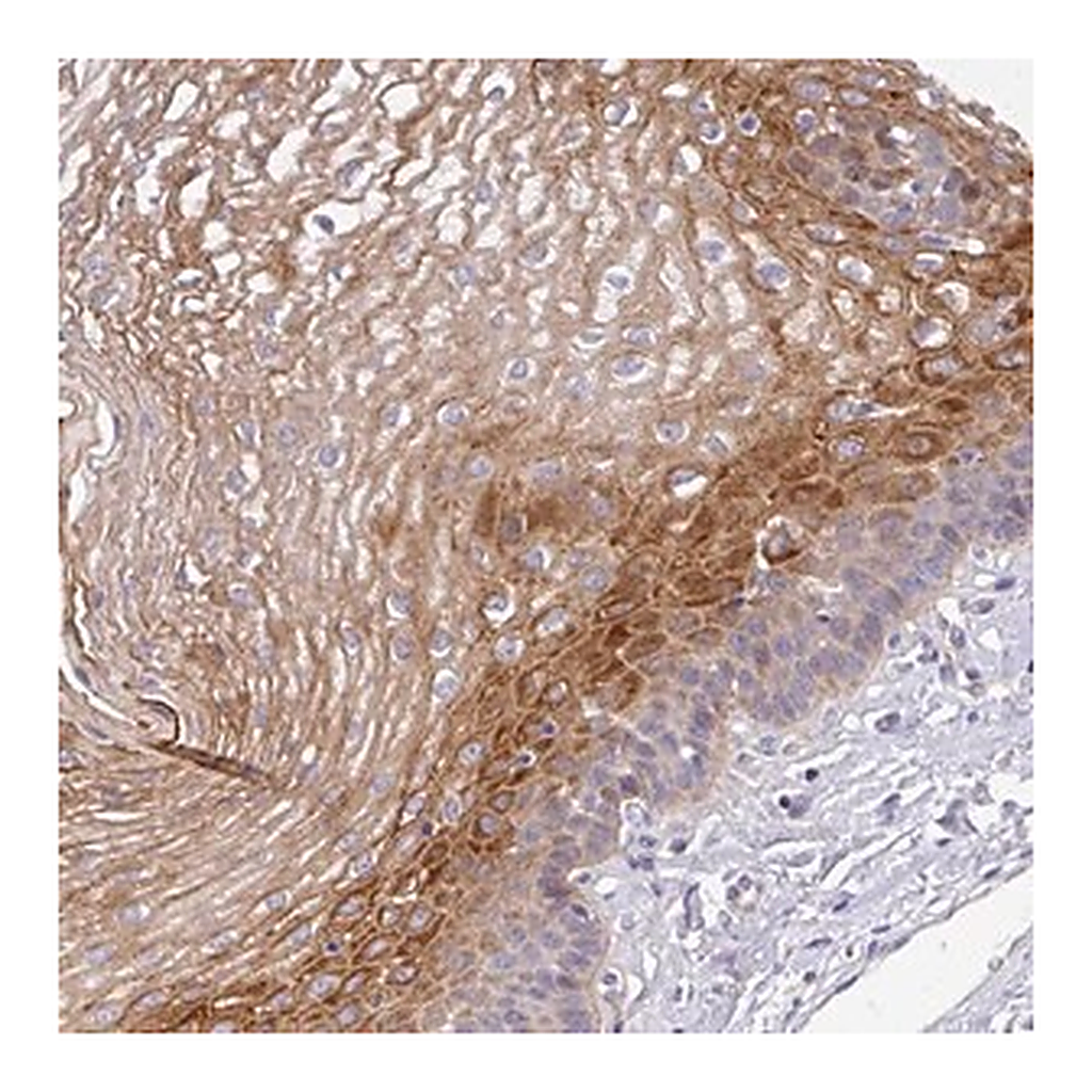 Merck Anti-TMPRSS11D antibody produced in rabbit