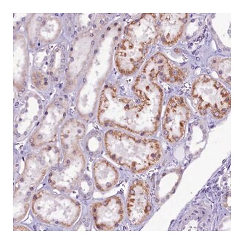 Merck Anti-CCDC106 antibody produced in rabbit
