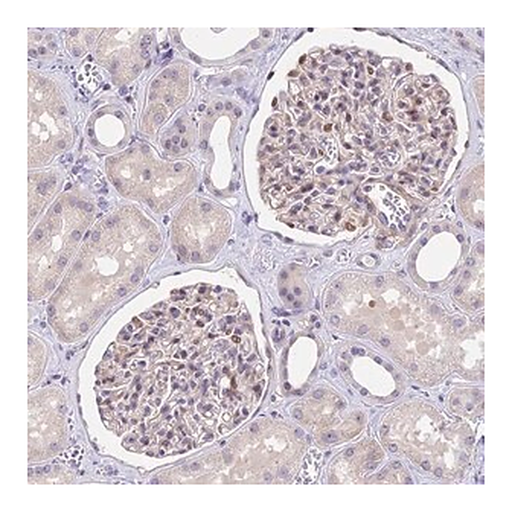Merck Anti-MIDN antibody produced in rabbit
