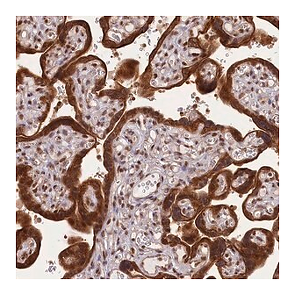 Merck Anti-CARD8 antibody produced in rabbit