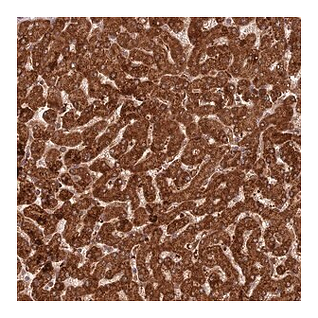 Merck Anti-COX17 antibody produced in rabbit