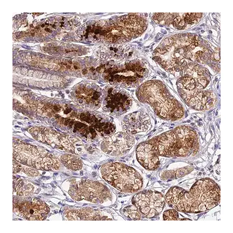 Merck Anti-OCEL1 antibody produced in rabbit