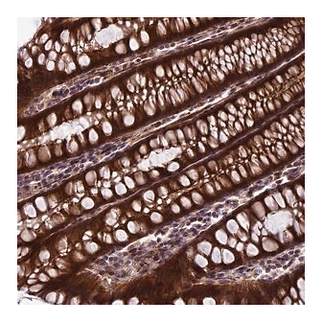Merck Anti-SIPA1L3 antibody produced in rabbit