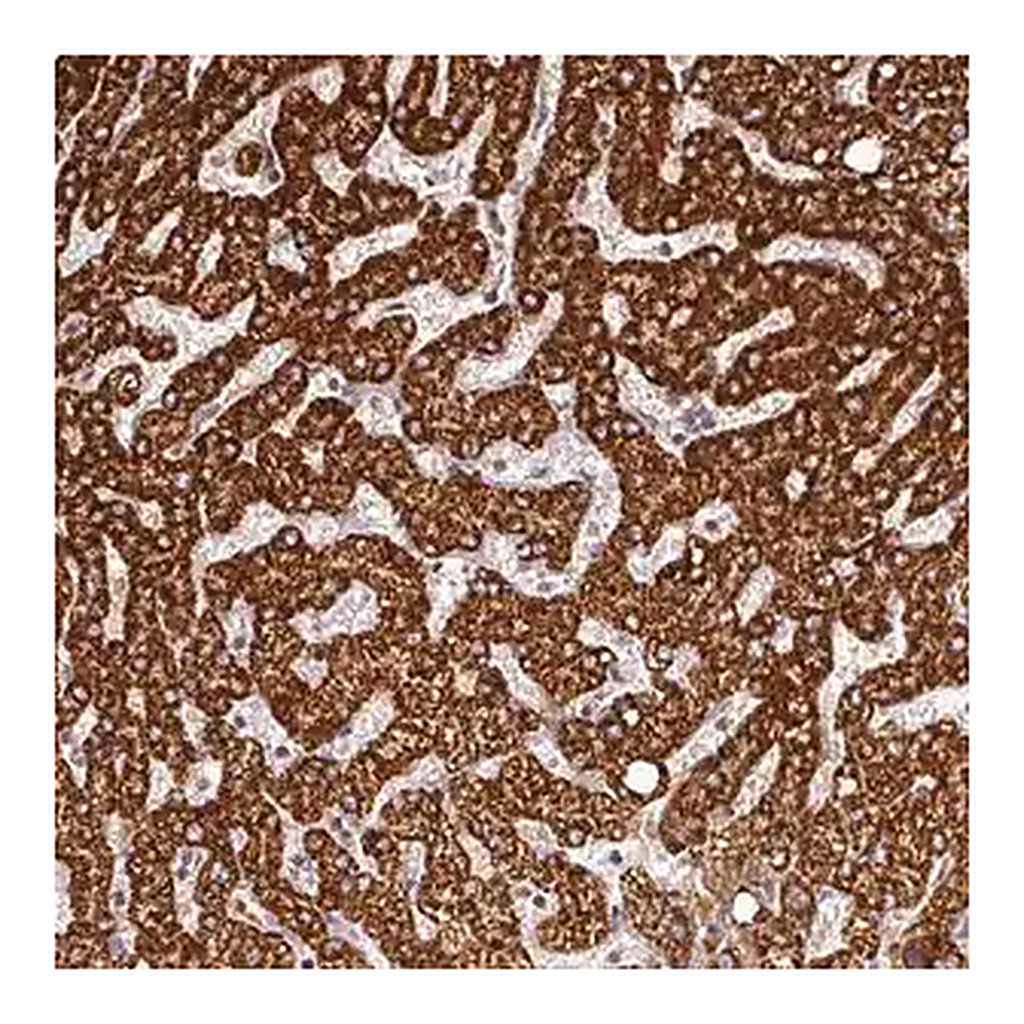 Merck Anti-FAIM antibody produced in rabbit